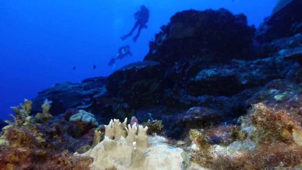 The world’s fourth mass coral bleaching event, which was declared one year ago, isn’t slowing down.