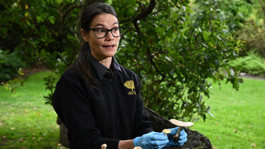 Mycologist Camille Truong found no sign of death cap mushrooms when she tested a sample.