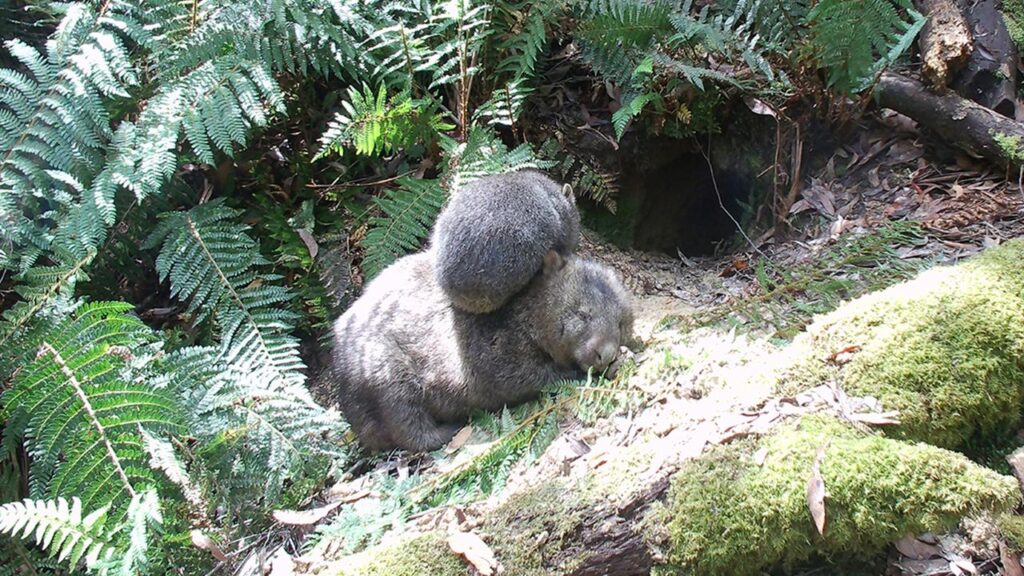 AI is being used to analyse wildlife snapped by camera traps on private land.