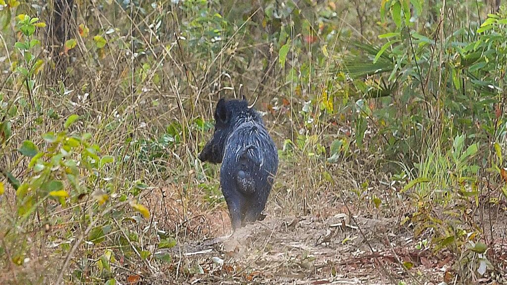 Bounty-hunting feral animals, including pigs, could be coming soon to NSW.