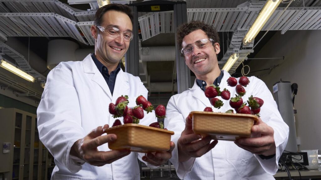 Luigi Vandi and Vincent Mathel hope bioplastic punnets can shake up the future of food packaging.