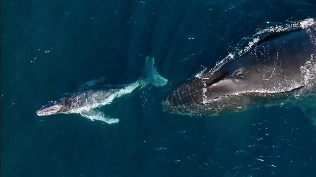 More humpback whales appear to be giving birth in colder southern waters, researchers say.