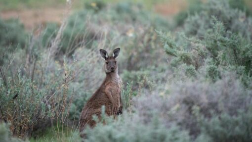 WESTERN NSW STOCK