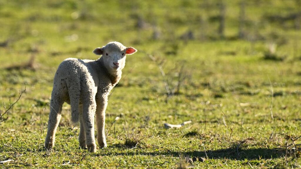 A sustainable fashion project is turning discarded wool into environmentally friendly threads.
