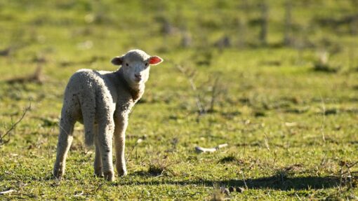 LADIES LANDCARE FEATURE