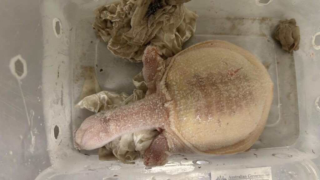 Turtles were among the exotic animals being shipped to Australia by a wildlife trafficking gang.