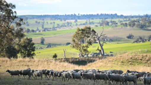 LADIES LANDCARE FEATURE