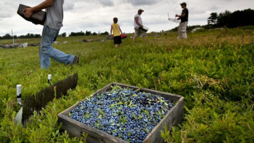 APTOPIX Wild Blueberries