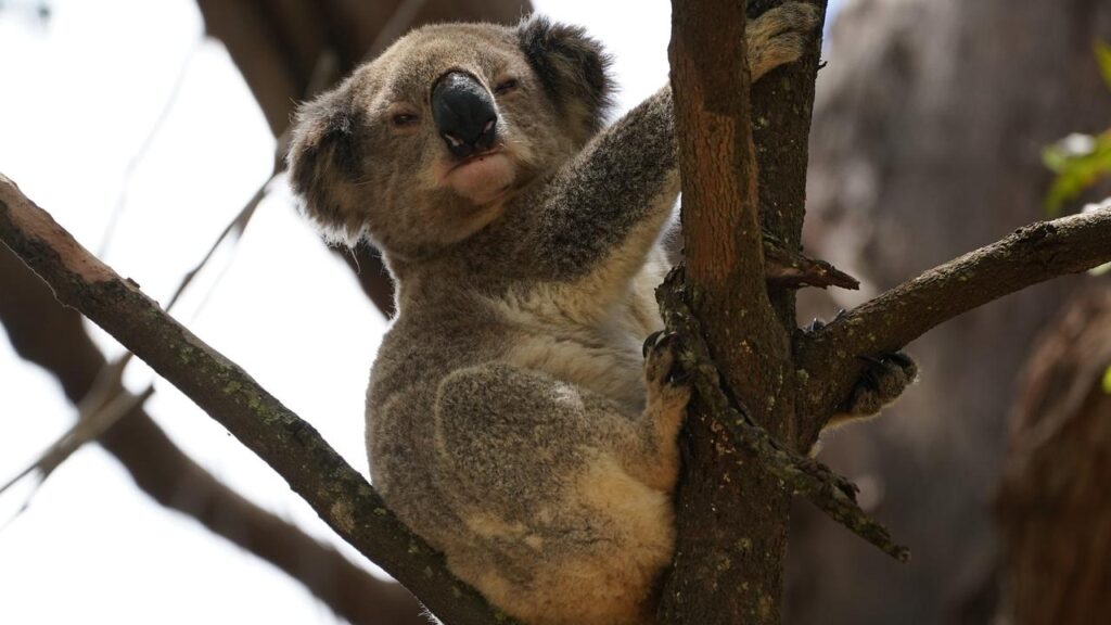 A large koala colony has been found on the fringes of one of Australia’s biggest regional cities.