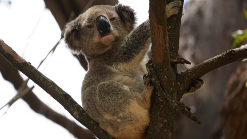 HIDDEN KOALA POPULATION NSW