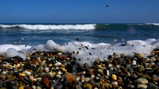 COASTAL STOCK