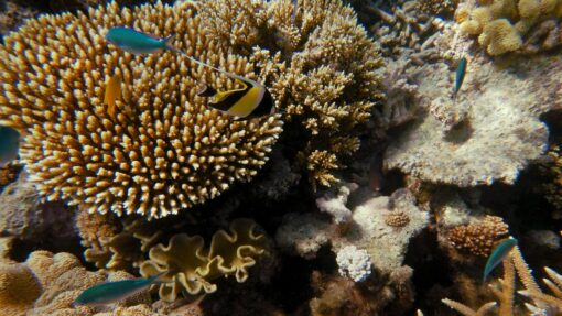 GREAT BARRIER REEF STOCK