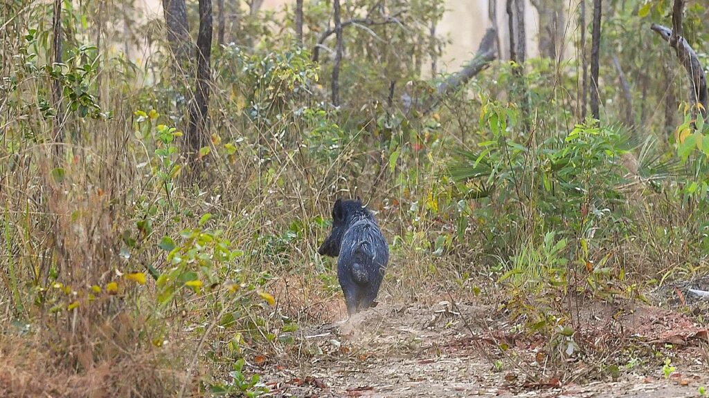 Hunters would receive a bounty for killing invasive species like pigs, under a bill proposed in NSW.