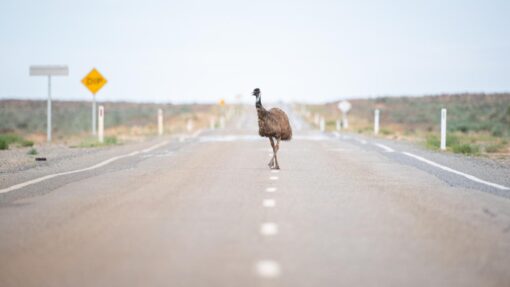 WESTERN NSW STOCK