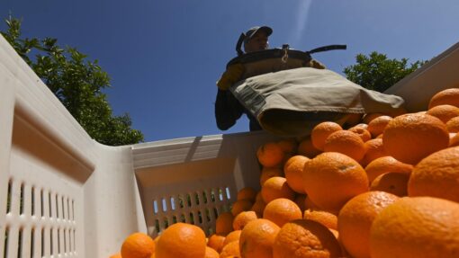 LEETON FRUITPICKING FEATURE