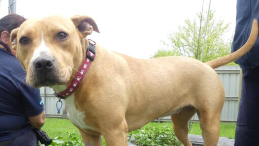 NSW ANIMAL REHOMING CRISIS