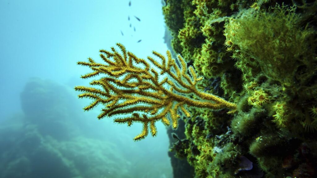 UN conference co-host France claims to have surpassed the 30 per cent target for marine protection.
