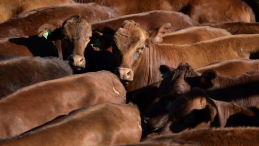 CATTLE YARDS FEATURE