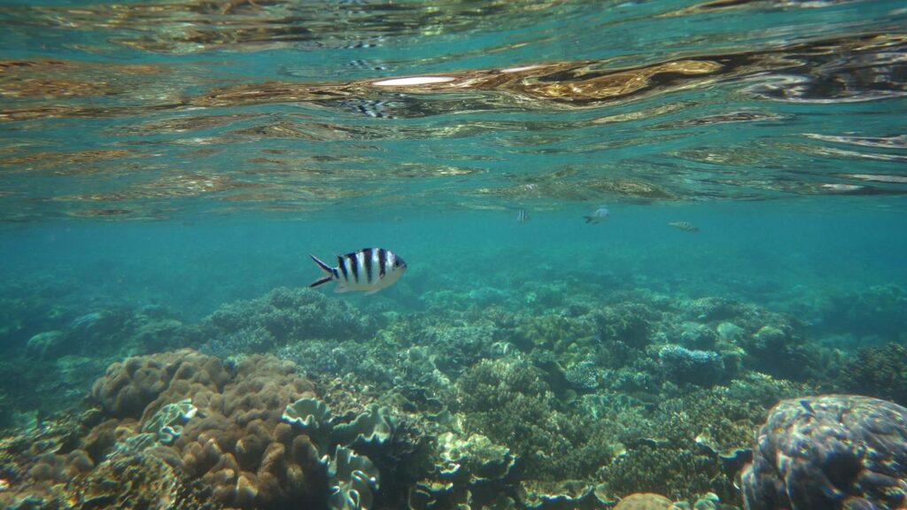 Climate change remains the single biggest threat to the Great Barrier Reef.