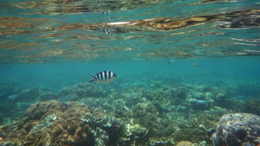 GREAT BARRIER REEF STOCK