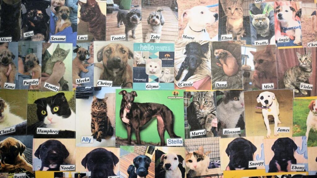 Animal shelters are financially struggling across Australia, hit with an influx of homeless pets.