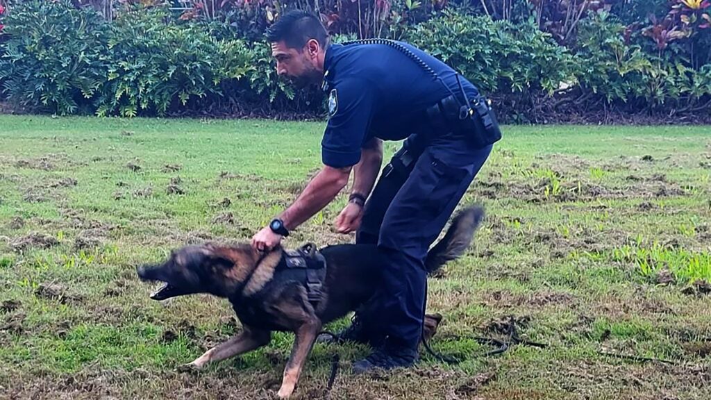 Police dog Stryker helped in the arrest of two men accused of throwing a tyre into heavy traffic.
