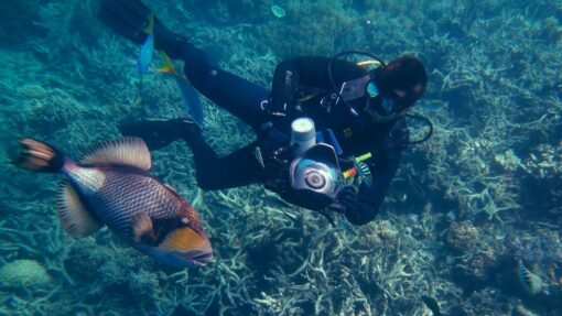 GREAT BARRIER REEF STOCK