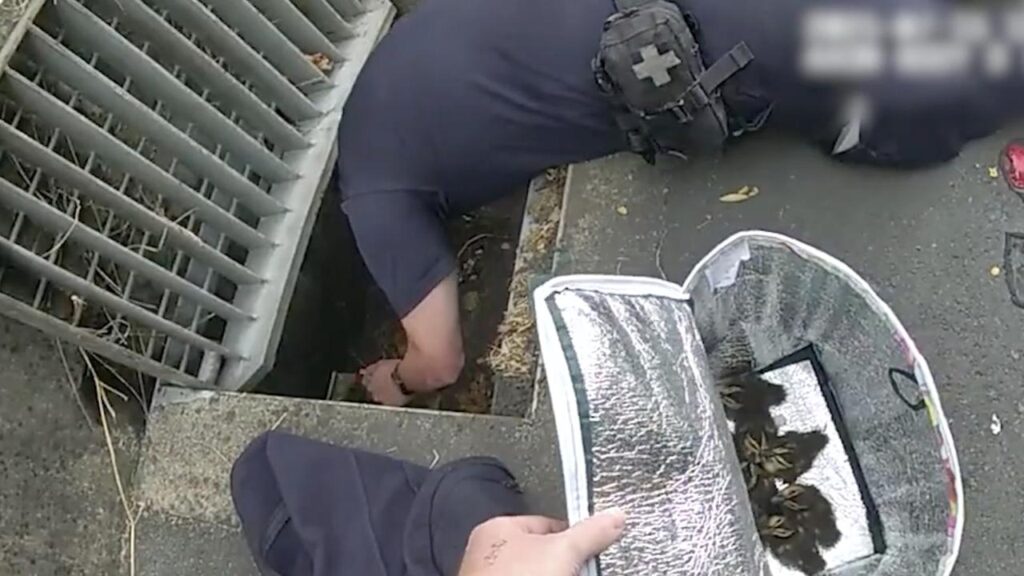 One duckling led officers to eight siblings trapped down a drain.
