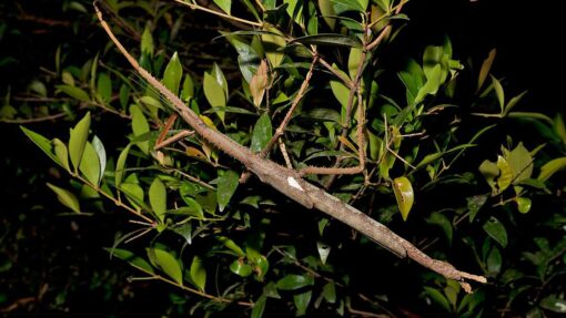 STICK INSECT