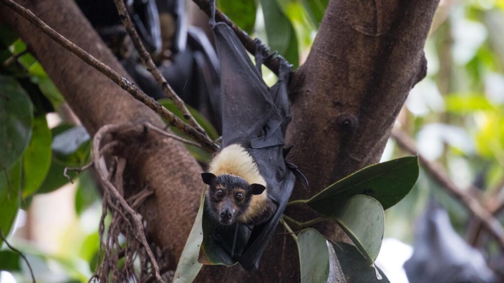 A man in his 50s has succumbed to a rare deadly virus, months after being bitten by a bat.
