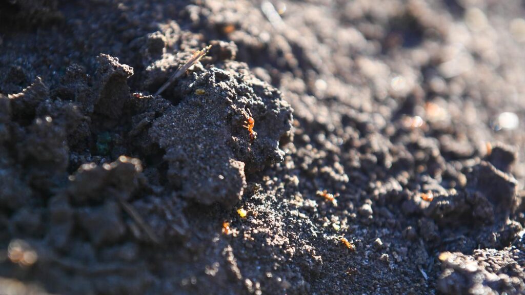 Fire ants have been detected at mining giant BHP’s Broadmeadow mine in central Queensland.
