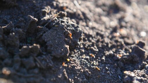 FIRE ANTS QUEENSLAND
