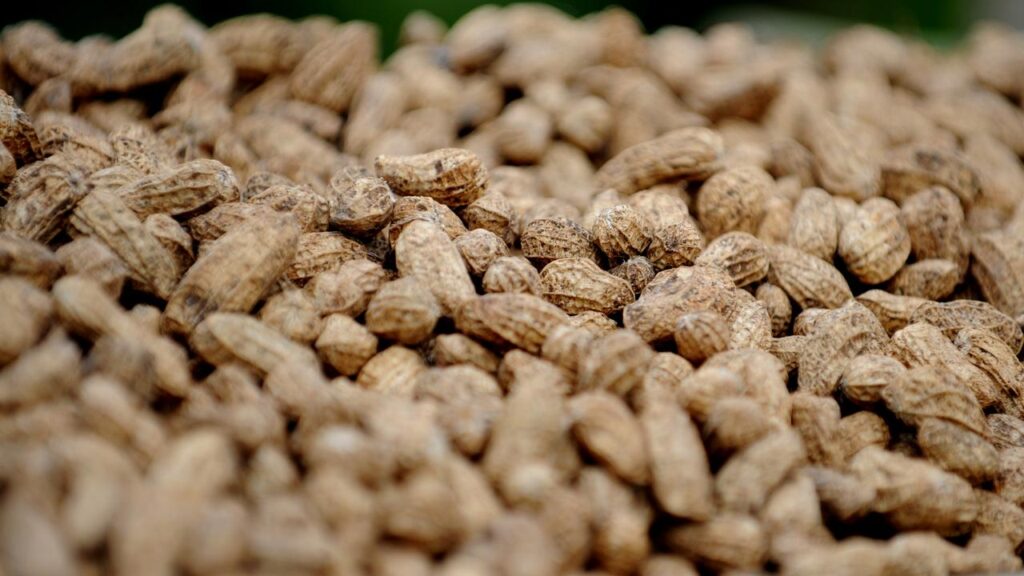 Australia’s biggest peanut processor will close by the start of 2027, affecting 150 staff.