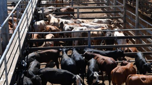 ROMA SALEYARDS STOCK