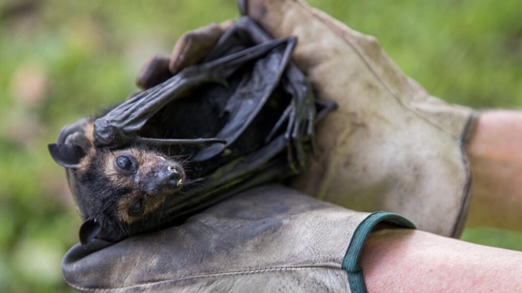 The deadly lyssavirus virus can also be found in species of flying fox found in Australia.

