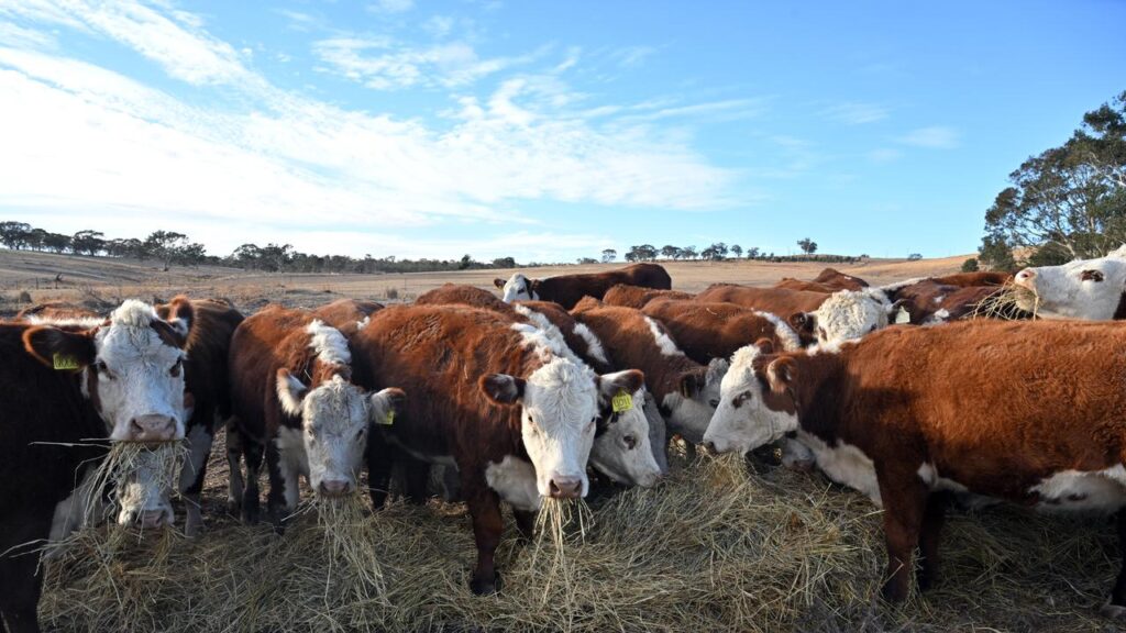 Some Australian cattle producers are concerned about lifting the ban on US beef imports.