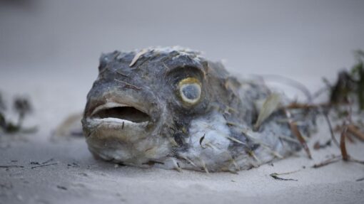 SA ALGAL BLOOM CRISIS