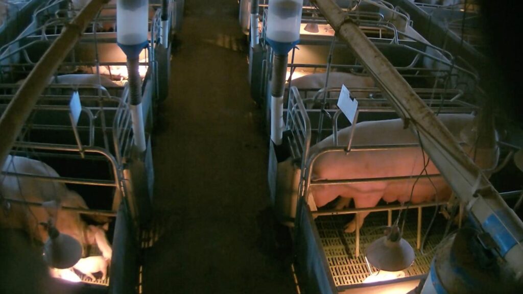 A hidden camera allegedly caught a worker performing a sexual act at a piggery in regional Victoria.