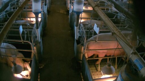 MIDLAND BACON CARAG CARAG