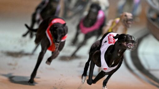 DAPTO DOGS CLOSURE FEATURE