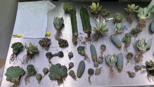 CACTUS IMPORTATION CONVICTION