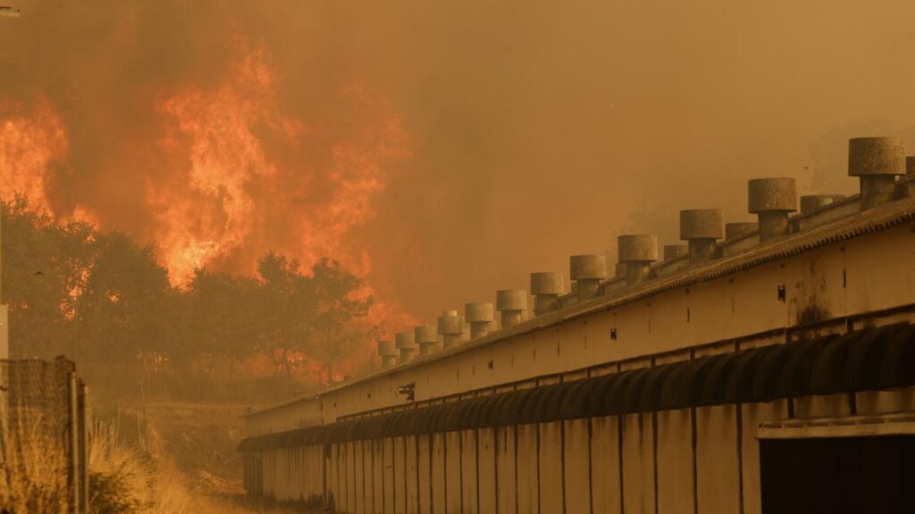 Spain’s wildfires are being fanned by one of the longest heatwaves since records began.
