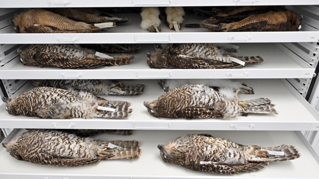 The CSIRO has launched a new facility to safeguard more than 13 million biodiversity specimens.
