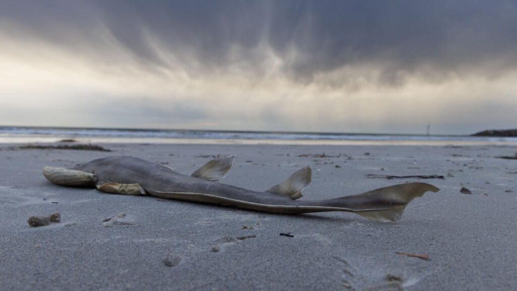 Thousands of marine animals have been killed since an algal bloom was identified off SA in March.