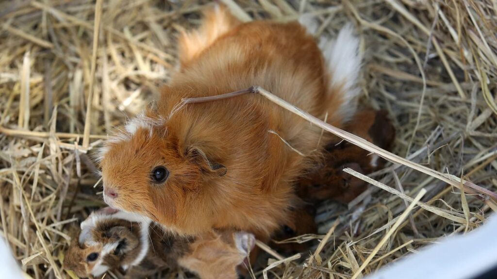 A probe has been launched into inmates allegedly eating guinea pigs from an animal shelter.
