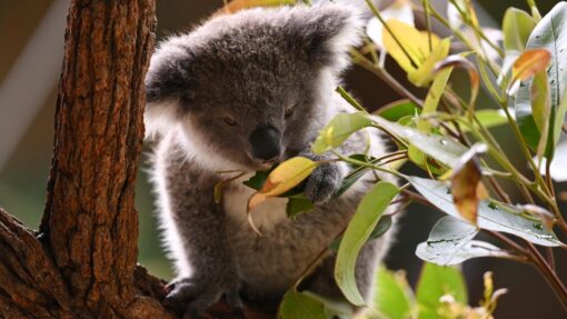 CHRIS MINNS KOALAS PRESSER