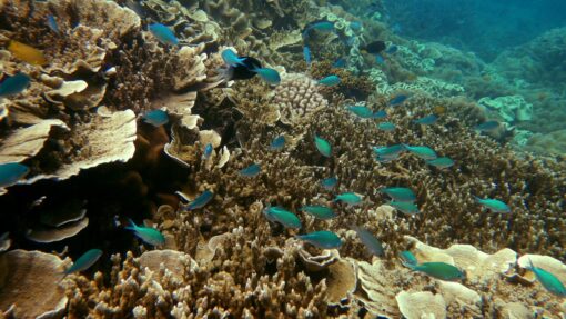GREAT BARRIER REEF STOCK