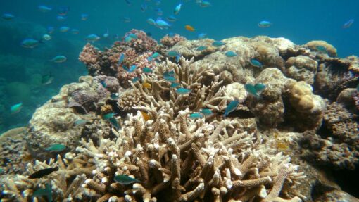 GREAT BARRIER REEF STOCK