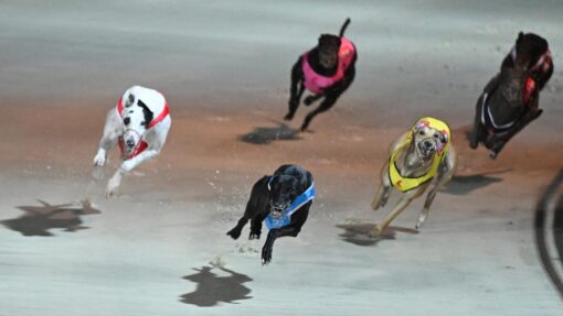 DAPTO DOGS CLOSURE FEATURE