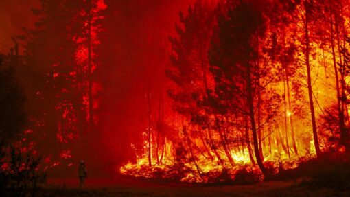 Firefighters battle a forest fire